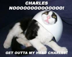 3691