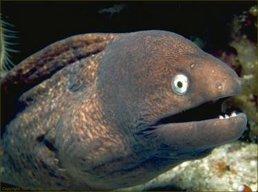 27419