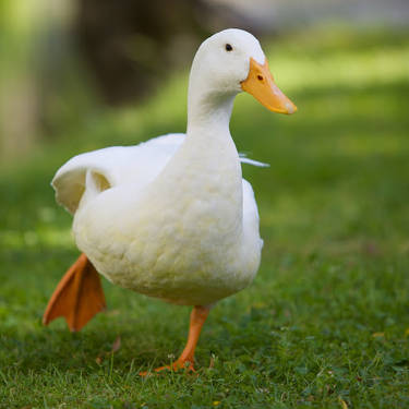 30095