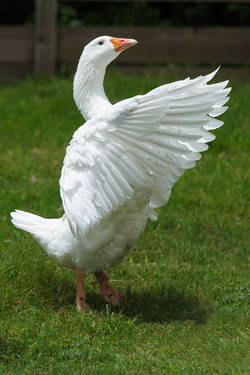 30097