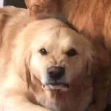 33073