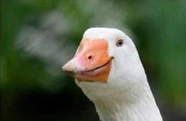 15085