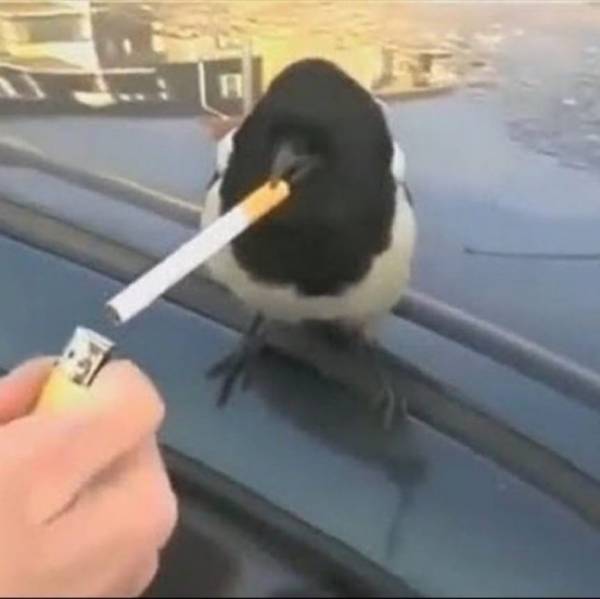 15977